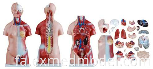 Unisex Human Torso